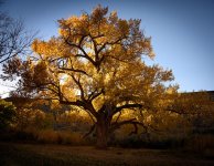 Mon-OakTreeSunset.jpg