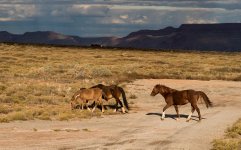 Thur-WildHorses.jpg