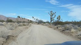 Joshua Tree.jpg