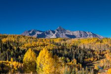Golden Aspen's at Mt. Wilson.jpg