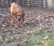 Siege 20160116 Stalking.jpg