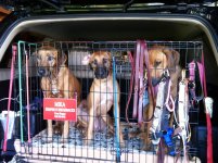 Dogs waiting for photo shoot.jpg
