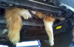cat-car-engine-stuck-a-425ds102009.jpg