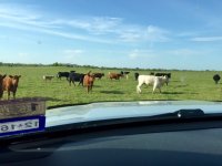 cows-1.jpg