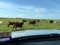 cows-2.jpg