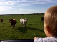 talkin to cows.jpg