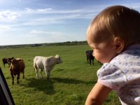 excited-cows-1.jpg