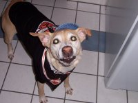 baddog.jpg