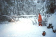 tree snow.jpg