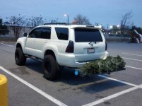 tree.jpg