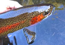 Trout.jpg Trout.jpg