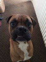 Yogi Smile.jpg