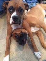 Headlock.jpg