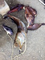IMG_1902.jpg