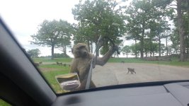 monkey.jpg