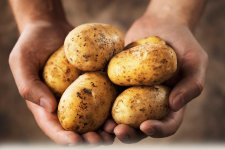 Potato.jpg