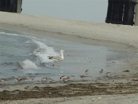 obx05 063 (medium).jpg