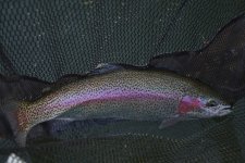 AntoneRainbow.jpg AntoneRainbow.jpg