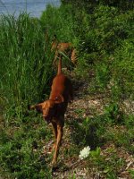 Coon-Hounds-and-Vizslas-018.jpg