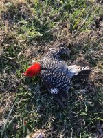 IMG_0336.jpg