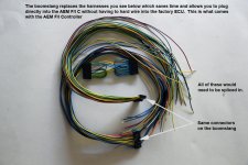 Boomslang_2.jpg
