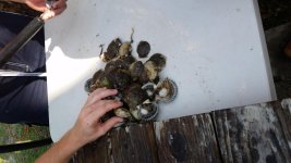 IMG_20160704_180433.jpg