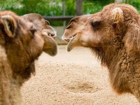 camels.jpg