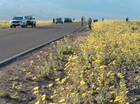 NPS-photo-visitors-parked-near-flowers-on-Badwater-Road-686-pixels-wide.jpg