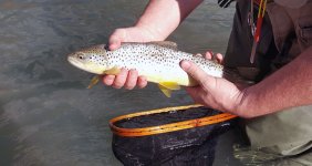 fish2.jpg