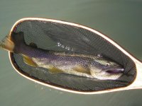 owyhee4.jpg