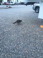 IMG_5367_small.jpg
