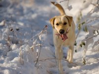 Tiegan-Snow-Hike0071.jpg