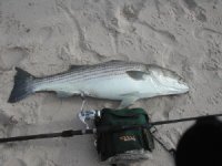 Striper 31.5.jpg