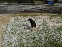 0611 hail event at the house 001.jpg
