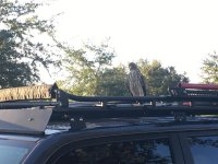 HAWK2.jpg