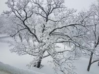 snow1.jpg