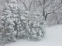 snow2.jpg