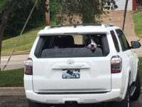 Dog-Car.jpg