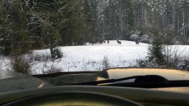 Herd of Elk.jpg