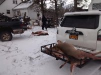 4 deer.jpg