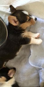 beau at six weeks.jpg