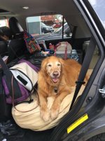 Little Dog Silverton - 1.jpg