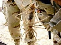 camelspider.jpg