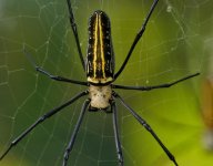 Giant_Wood_Spider_(Nephila_pilipes)_in_Kawal_WS,_AP_W2_IMG_1531.jpg