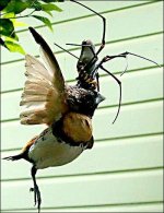 3962808-9713565972-bird-e.jpeg