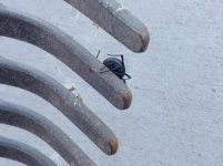IMG_0321.jpg