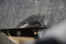 Sequoia wheels and grapplers_3.jpg