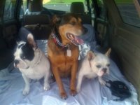 Dogs in Runr.jpg