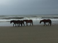 IMG_2618.jpg