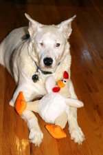 Bella and friend.jpg